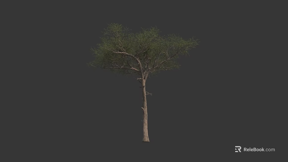 Tall Arbor With Slender Trunk Spreading Branches And Green Foliage 3d model