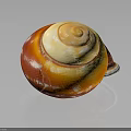 Orange and White Spiral Conch with Reflection on Dark Background