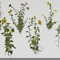 Fresh Green Stem Leaves Plants With Bright Yellow Flowers Natural Collection