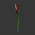 Red Anthurium Flower With Vibrant Red Petal And Green Stem On Black Background