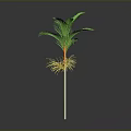 Tropical Palm Tree Plant With Green Leaves Yellow Roots And White Stem