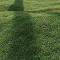Lush Green Grass Field With Natural Tree Shadows In Sunlight