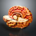Animal Brain Anatomical Model with Red Yellow Textures and Detailed Structure 3d model
