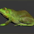 Green Frog with Orange Eyes Spotted Body and Yellow Underside on Black Reflective Surface