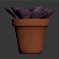 Purple Succulent Plant in Orange Terracotta Pot on Dark Background