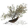 Mini Olive Bonsai Tree in Terracotta Pot with Small Pebbles and Fresh Foliage