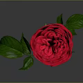 Vibrant Red Rose Flower With Green Stem And Leaves On Gray Background