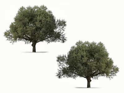 Two Isolated Olive Trees With Lush Green Foliage On White Background 3d model