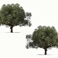 Two Isolated Olive Trees With Lush Green Foliage On White Background
