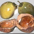 Tropical Fresh Whole And Halved Coconuts Showing Inner Flesh And Brown Shell