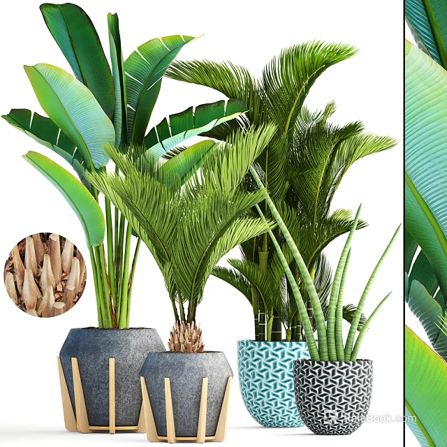 Various Potted Plants With Large Leaves Palm And Aloe Vera In Stylish Design Pots 3d model 