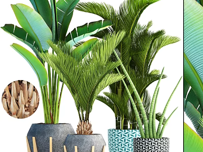 Various Potted Plants With Large Leaves Palm And Aloe Vera In Stylish Design Pots 3d model