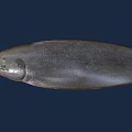 Grayish Black Flat Shaped Aquatic Animal Fish in Deep Blue Background