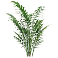 Green Shrub with Lush Vibrant Leaves and Dense Foliage in Garden Landscape Design