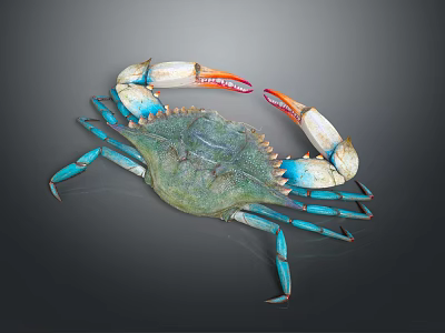 Vibrant Blue Legged Crab With Green Body And Orange Claws On Dark Background 3d model