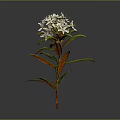 Botanical White Flowering Plant with Green Leaves Red Stem and Natural Features