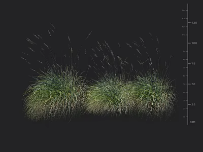 Two Clumps of Green Grass With Height Measurement Scale in Centimeter Units on Black Background 3d model