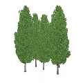 Five Evergreen Trees With Slender Trunks And Lush Foliage Neatly Arranged On White Background