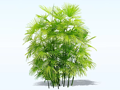 Lush Green Shrub With Vibrant Palm Like Leaves And Multiple Stems 3d model