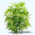 Lush Green Shrub With Vibrant Palm Like Leaves And Multiple Stems