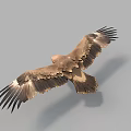 Majestic Flying Eagle Soaring High with Spread Wings in Clear Sky