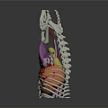Food Digestion Process In Human Body 3D Model With Skeleton And Organs