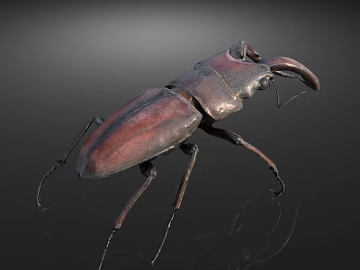 Flying Animal Stag Beetle With Dark Red Shiny Body 3D Model On Dark Background 3d model