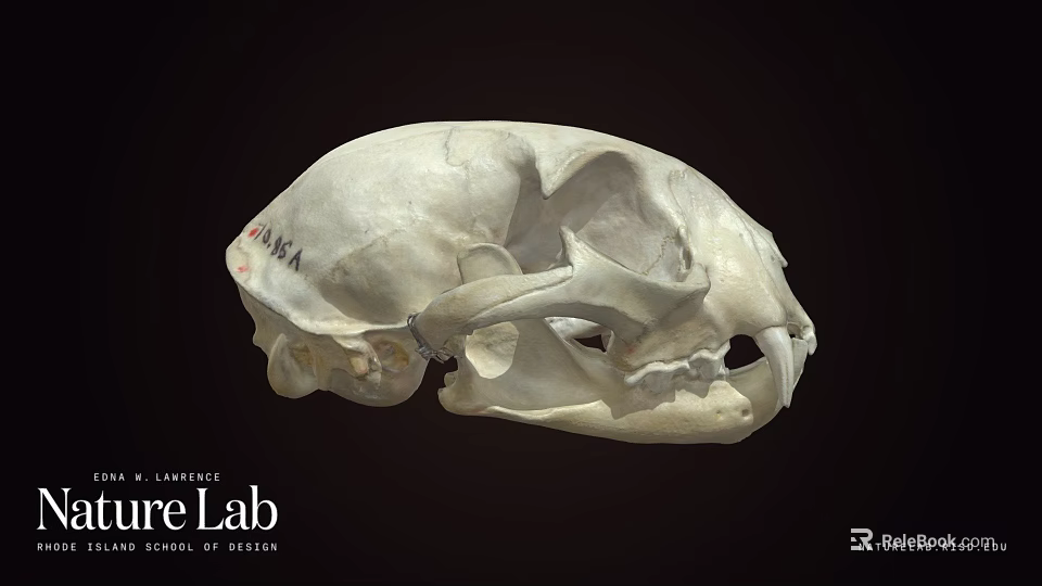 Animal Skull With Markings Displayed At Nature Lab University Of Nevada 3d model 