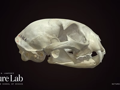 Animal Skull With Markings Displayed At Nature Lab University Of Nevada 3d model