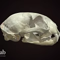 Animal Skull With Markings Displayed At Nature Lab University Of Nevada