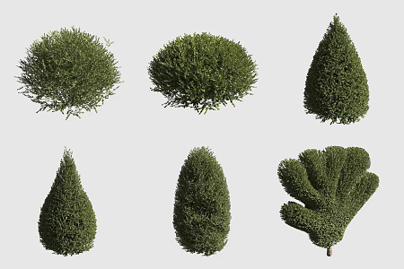 euphylla hedgerow ornamental plants 3d model