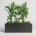 Bonsai Potted Plants in Black Rectangular Planter with Various Green Plants and Large Leaves