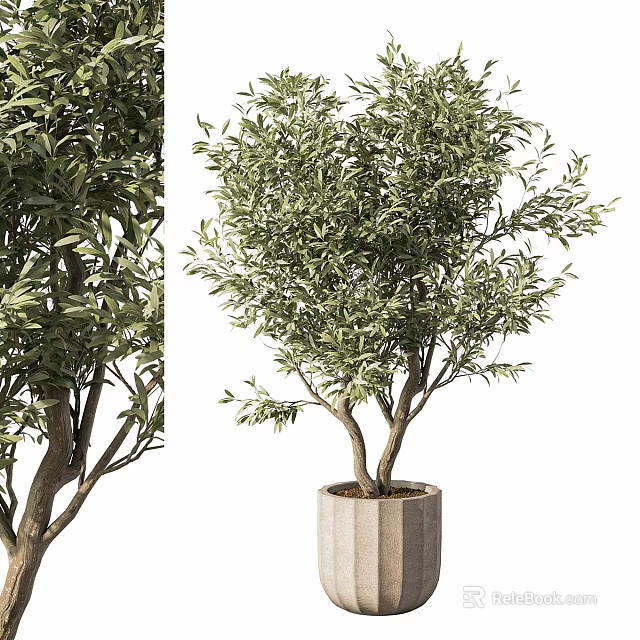Stylish Decorative Olive Tree in Modern Concrete Garden Pot for Garden Ornament 3d model 