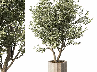 Stylish Decorative Olive Tree in Modern Concrete Garden Pot for Garden Ornament 3d model