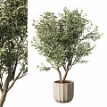 Stylish Decorative Olive Tree in Modern Concrete Garden Pot for Garden Ornament