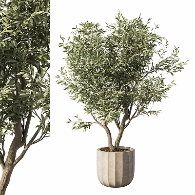 Stylish Decorative Olive Tree in Modern Concrete Garden Pot for Garden Ornament 3d model
