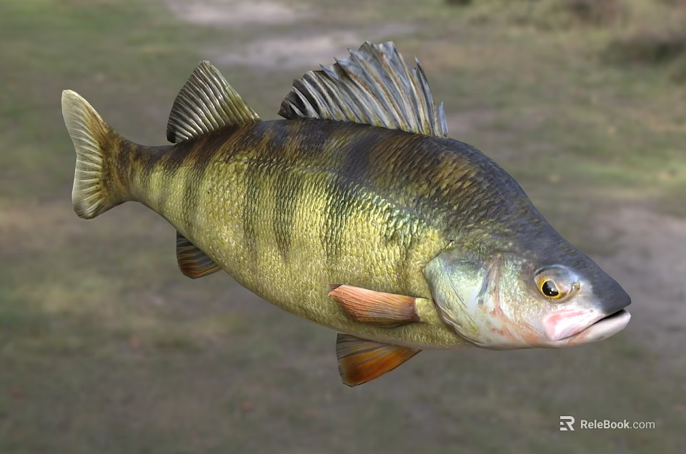 Striped Perch Fish With Yellow Green Black Coloration And Distinct Fins In Natural Water Area 3d model 