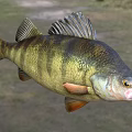 Striped Perch Fish With Yellow Green Black Coloration And Distinct Fins In Natural Water Area