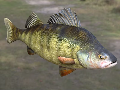 Striped Perch Fish With Yellow Green Black Coloration And Distinct Fins In Natural Water Area 3d model