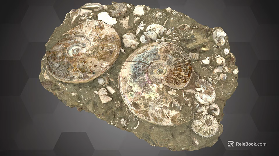 Large Ammonite Fossils Embedded In Natural Stone Matrix With Small Shell Fragments 3d model 