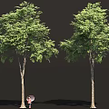 Two Tall Green Leafy Trees With Brown Trunks And Person Holding Umbrella