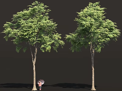 Two Tall Green Leafy Trees With Brown Trunks And Person Holding Umbrella 3d model