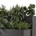 Bonsai Potted Plants In Modern Black Grid Design Planter With Green Foliage