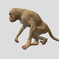 Cute Monkey With Light Brown Fur And Dark Eyes In Crouching Position 3d model