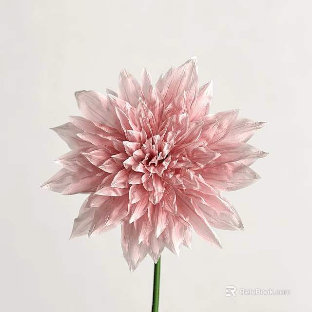 Elegant Soft Pink Dahlia with Layered Petals on White Background 3d model 