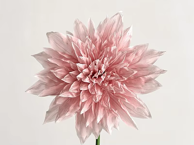Elegant Soft Pink Dahlia with Layered Petals on White Background 3d model