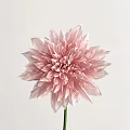 Elegant Soft Pink Dahlia with Layered Petals on White Background