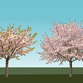 Two Beautiful Arbor Trees With Pink Blossoms Against Blue Sky And Green Grass