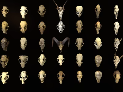 Artistic Assorted Animal Skull Ornament Set Arranged on Black Background 3d model