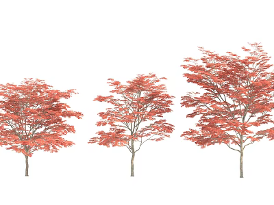 Red Leaf Arbor Trees With Varied Sizes For Garden Landscape Design 3d model